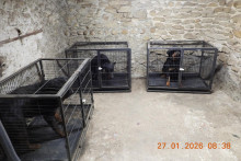 Des chiens importés clandestinement découvert dans la Drôme et le Rhône.