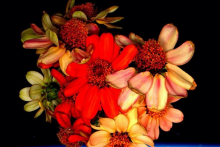 Pour la Saint Valentin, Scott Kelly a partagé une photo de fleurs poussées dans l'espace