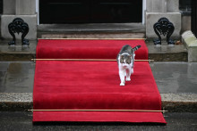 "Larry the cat" sur le tapis rouge à l'entrée du 10 Downing Street, à Londres, le 13 janvier 2026.