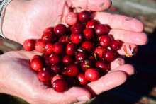 Des cranberries récoltées le 8 octobre 2025 à Carver (Massachussets, États-Unis).
