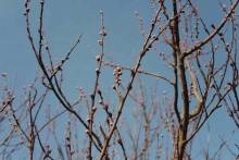 Des bourgeons en fleur pendant le printemps (image d'illustration).