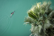 Un dauphin est photographié au large de Palm Jumeirah à Dubaï le 5 mars 2026.