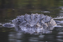 Un crocodile (Image d'illustration)