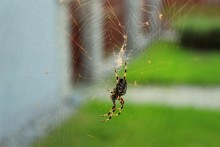 Une araignée. (Illustration)