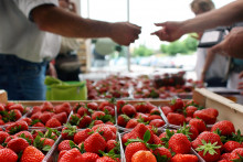 Des fraises vendues en hypermarché (image d'illustration).