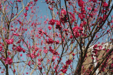 Des bourgeons en fleurs (image d'illustration).