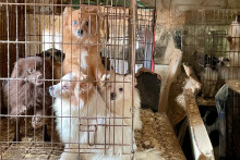 Plus de 820 animaux ont été secourus dans un chenil le  jeudi 19 mars 2026 au Luc-en-Provence (Var).