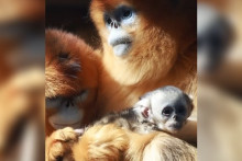 Un bébé singe doré né au Zoo de Beauval
