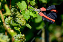 Aperçu d'une vigne près de Bekkevoort, en Belgique, le 8 septembre 2025.