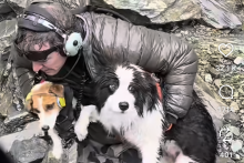 Le sauvetage de Molly en Nouvelle-Zélande.