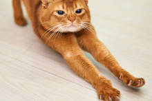 Image d'illustration