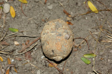 Une vieille grenade (Illustration).