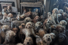 250 chiens découverts entassés dans une propriété au Royaume-Uni