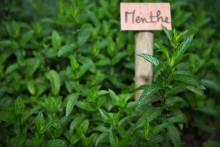 Des plants de menthe (image d'illustration).