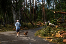 Un homme promène son chien en forêt (image d'illustration).