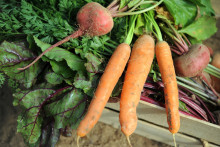 Des carottes (image d'illustration)