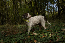 Un chien en forêt à Terrefondrée (image d'illustration)