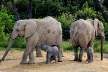 Un groupe d'éléphants (illustration).