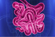 L'intestin, essentiel au sein de notre tube digestif