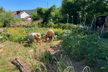Illustration d'un potager
