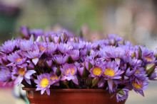 un pot de fleurs (illustration)