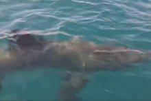 Un requin-pèlerin au large des côtes françaises dans l'Aude, le 18 avril 2026.