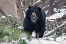Un ours dans le zoo de Vienne en Autriche (image d'illustration)