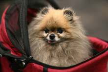 Un chien à l'exposition canine de Birmingham, le 7 mars 2026(Image d'illustration)