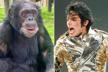 Bubbles, le chimpanzé de Michael Jackson, réside dans un sanctuaire en Floride.