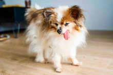 Lazare, épagneul papillon français, est le plus vieux chien du monde