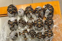 Cette photo, prise le 29 avril 2026, montre des tortues étoilées indiennes saisies à une femme qui tentait de voyager avec elles à l'aéroport international de Suvarnabhumi, à Bangkok