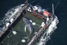 Une photo aérienne prise le 29 avril 2026 de la baleine à bosse sauvée, embarquée sur une barge spéciale au large des côtes danoises, en route vers la mer du Nord.