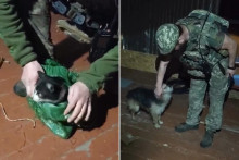 Le chat et le chien sauvés sur le front ukrainien en avril 2026