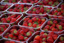 Des barquettes de fraises. (Illustration)
