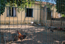 Un coq a été abattu, samedi 9 mai 2026, dans ce jardin de Langlade (Gard).