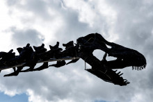 Un squelette d'Apatosaurus (illustration)