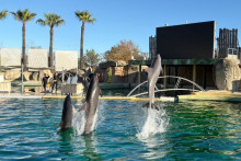 Les dauphins du Marineland d’Antibes