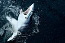 Le requin mako est une espèce en danger d'extinction.