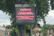 Un cobra a été découvert à Toulouse mardi 12 mai.