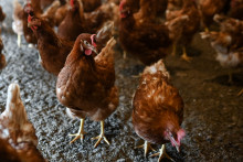 Cette photographie, prise le 21 septembre 2023, montre des poules pondeuses dans des enclos au centre d'élevage biologique Jardibocage à Menomblet, dans l'ouest de la France.