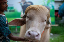 Devenu une star des réseaux sociaux au Bangladesh, un buffle albinos à la crinière blonde, baptisé "Donald Trump" attire les curieux venus le photographier.