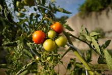 Un plant de tomates.