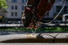 Un cheval attelé à une calèche boit à une fontaine par une chaude journée à Central Park, le 3 août 2022 à New York.