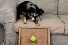 Nova, la chienne qui prédit les résultats des matchs de la Coupe du monde.