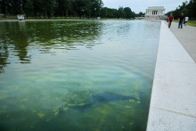 Le bassin du Lincoln Memorial à Washington, projet cher à Donald Trump, vire au vert en raison de la présence d'algues en juin 2026.