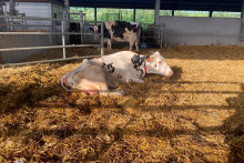 Une vache dans une exploitation de Landricourt (Aisne), le 23 juin 2026.