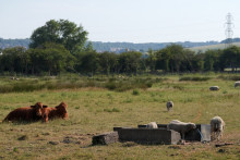 Des vaches et des moutons paissent dans un champ, à l'abri du soleil sous un arbre, dans une ferme près de Newhaven, dans le sud de l'Angleterre, le 25 juin 2026, en pleine vague de chaleur