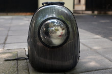 Un chat dans un boîte de transport (image d'illustration)