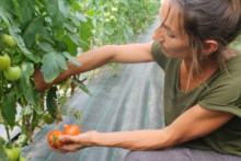 Réseau des jardins de cocagne