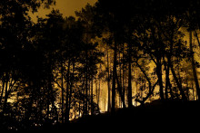 Des flammes s'élèvent dans la forêt de Fontainebleau après un incendie qui s'est déclaré en fin d'après-midi le 12 juillet 2026.